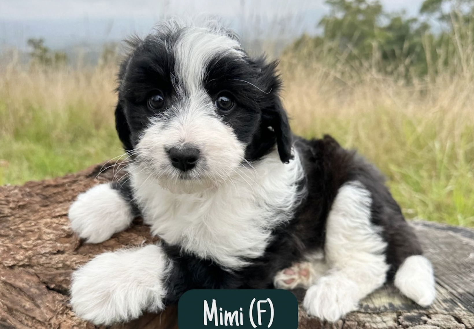 border collie mix poodle