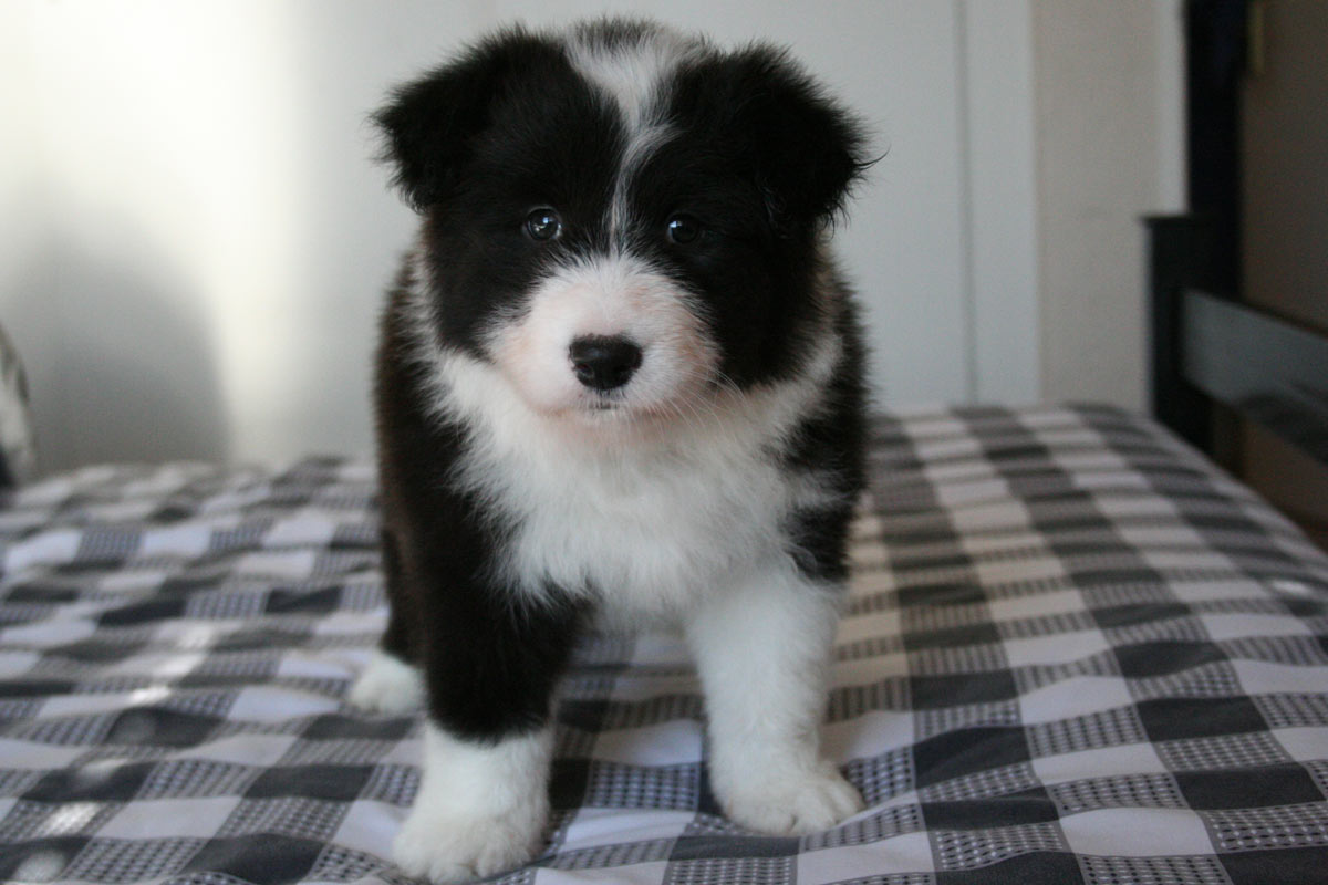 border collie puppies for sale scotland