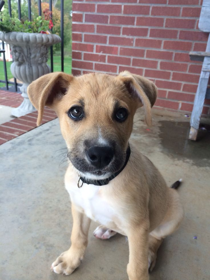 boxer mix german shepherd