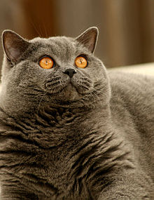 british blue cat lifespan