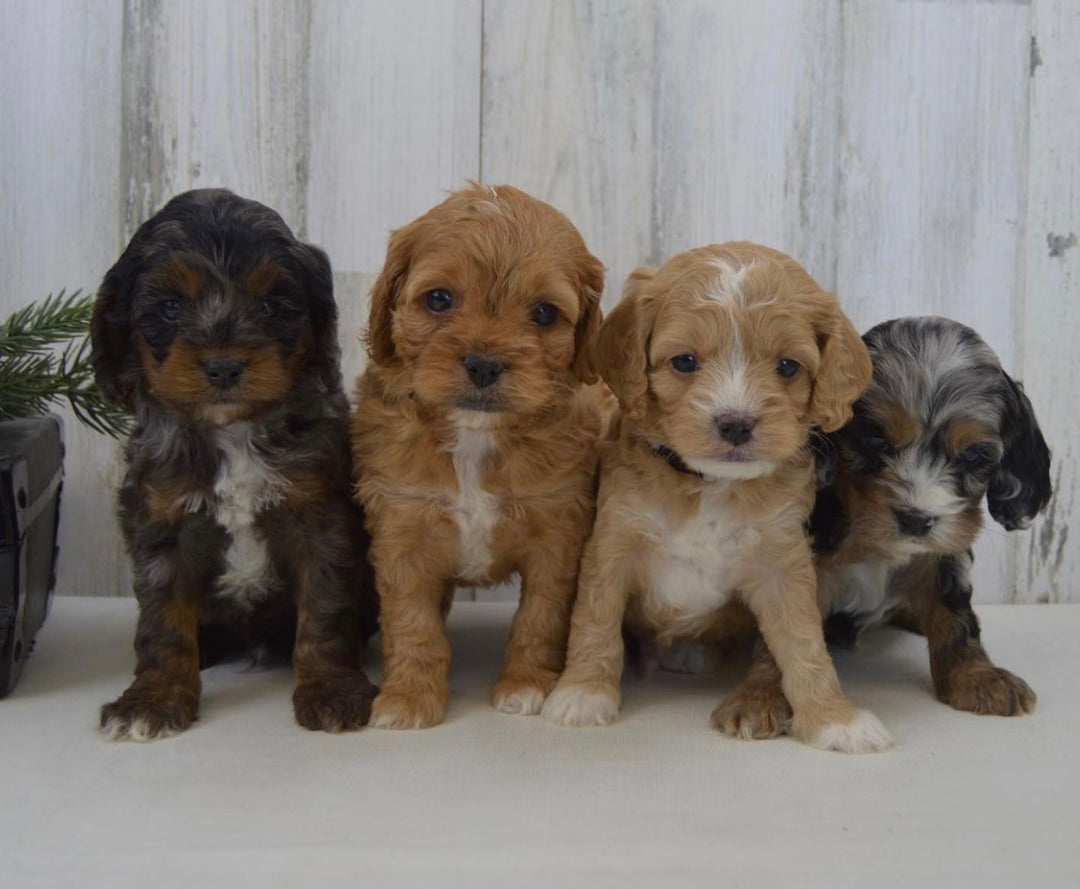 brown cockapoo puppies