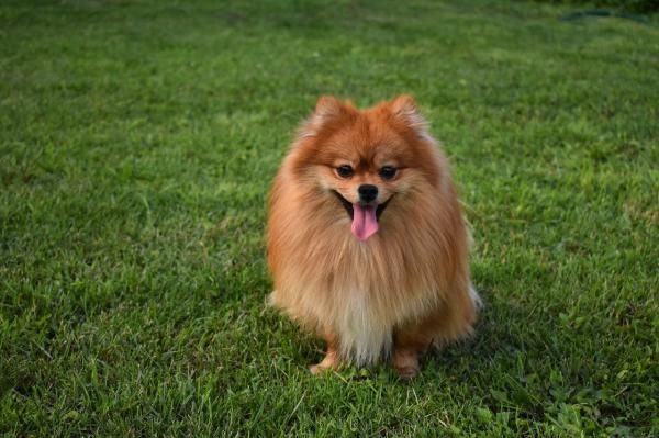 brown pomeranian dog price