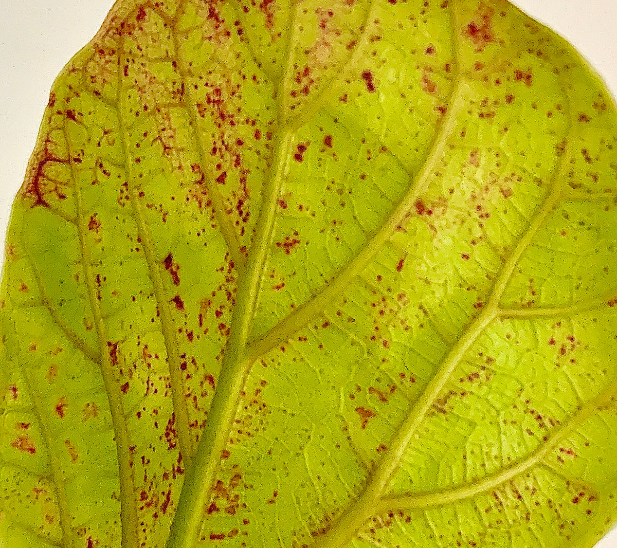 brown spots on fiddle leaf fig