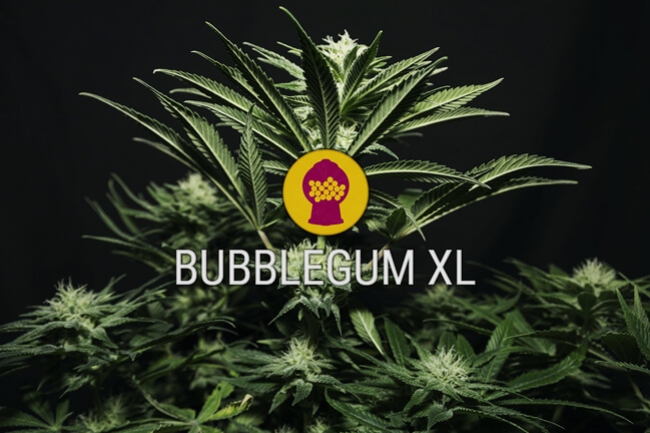 bubblegum xl strain