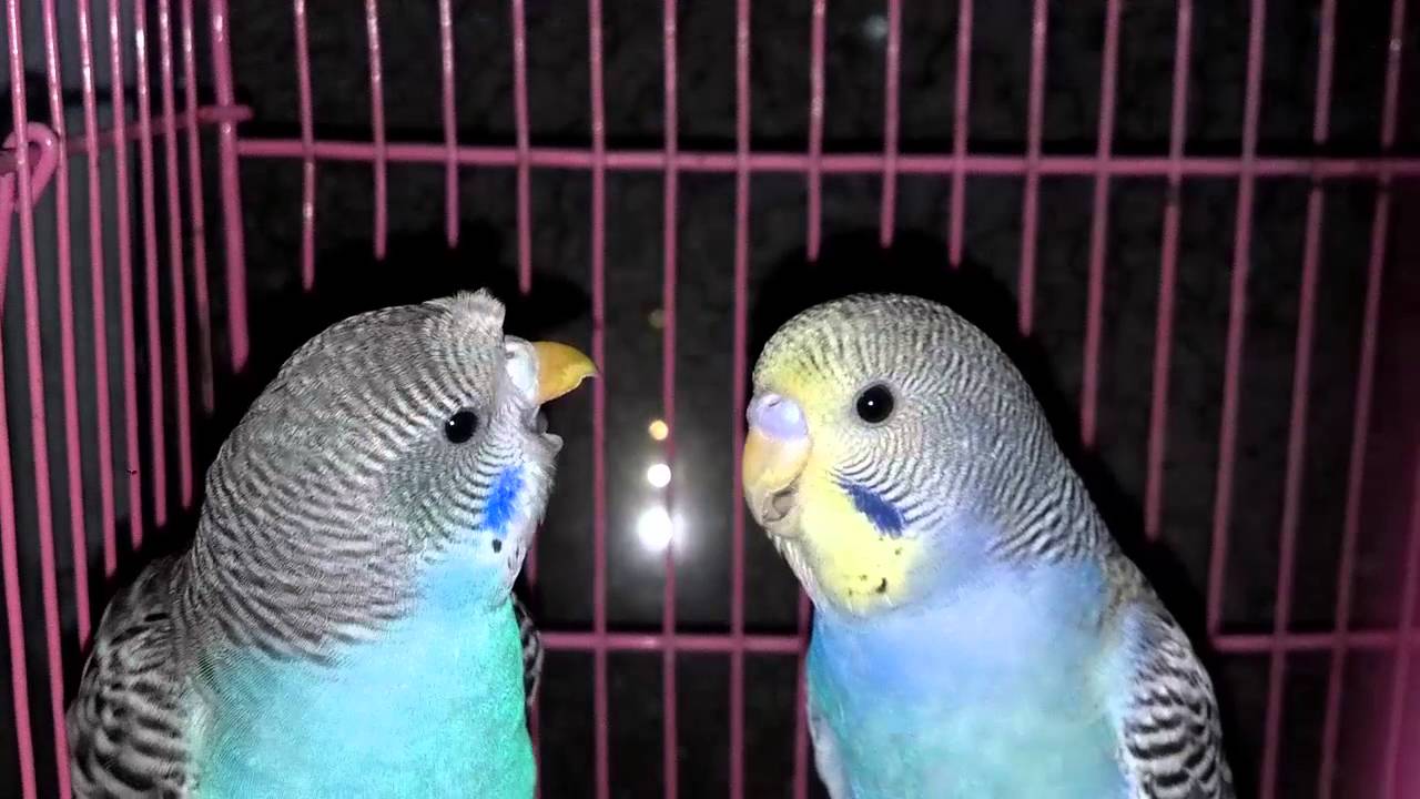 budgerigar in hindi