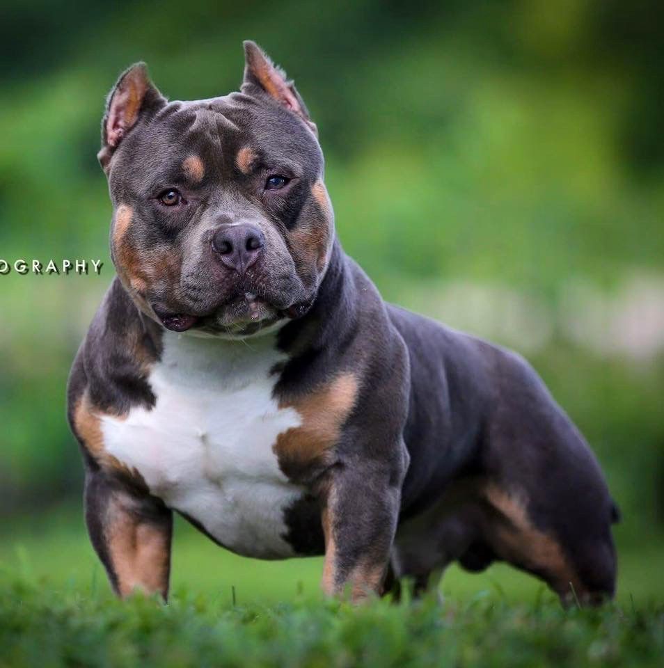 bully dog price