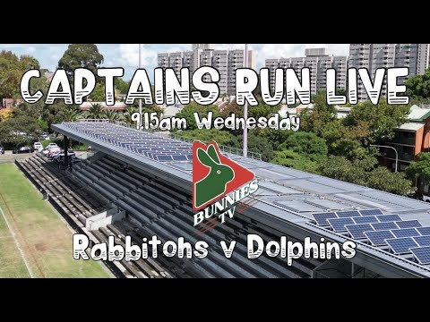 bunnies vs dolphins