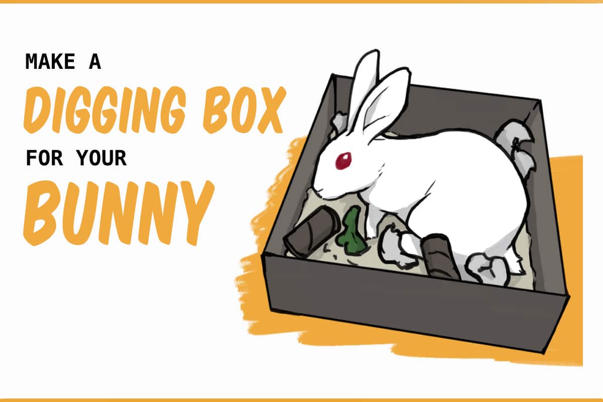 bunny digging box