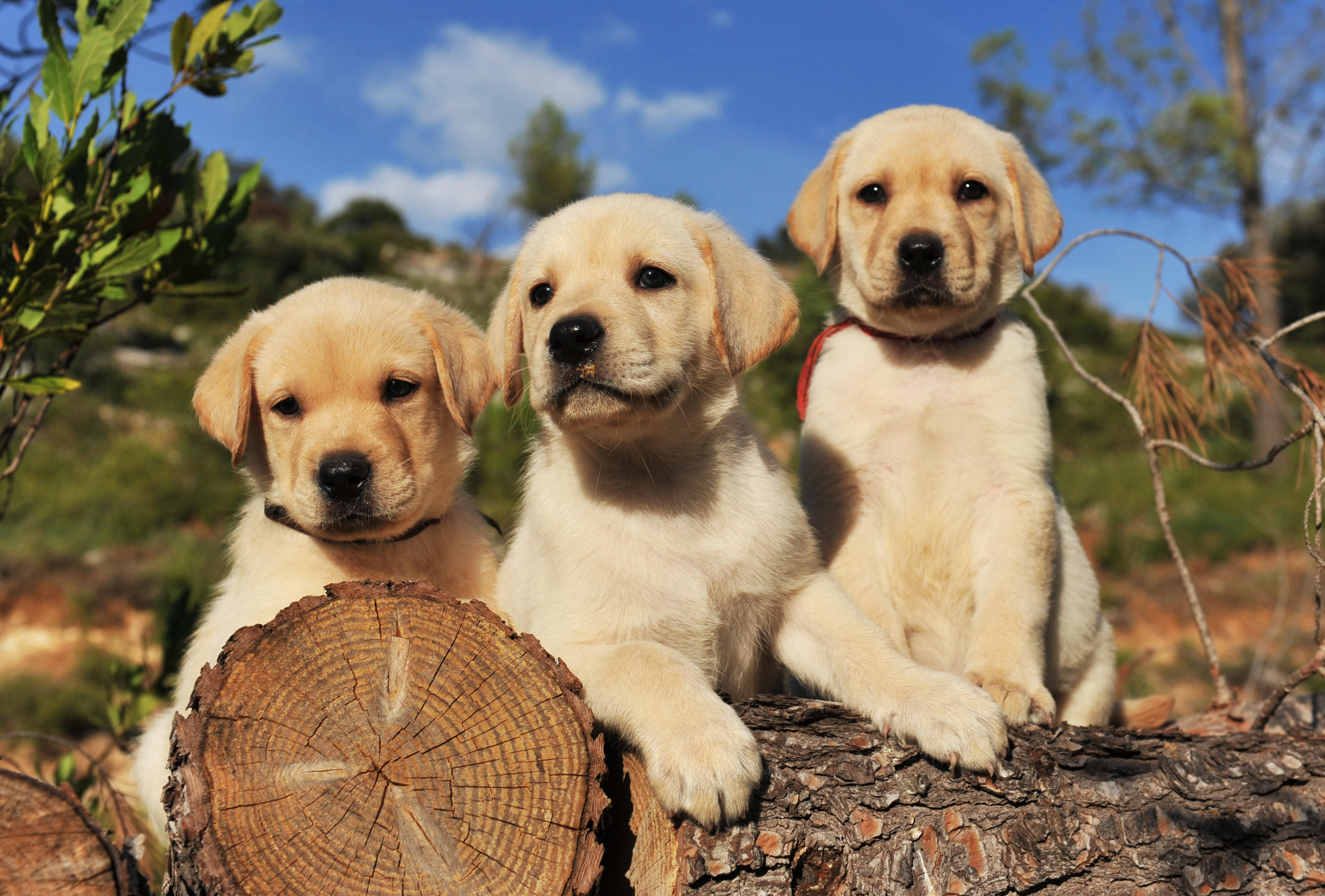 buy a labrador puppy