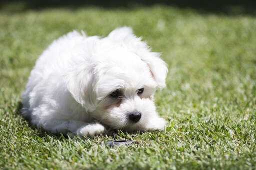 buy maltese puppy uk