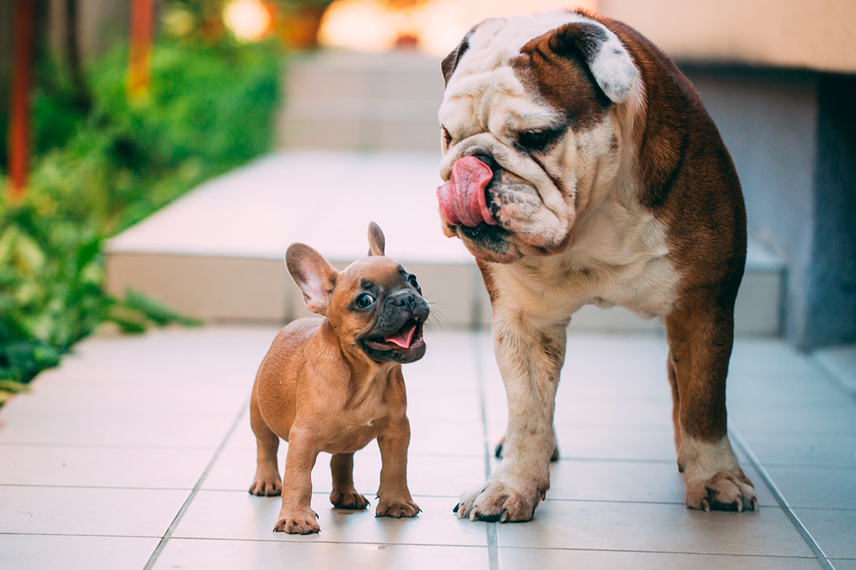 bulldog cachorro