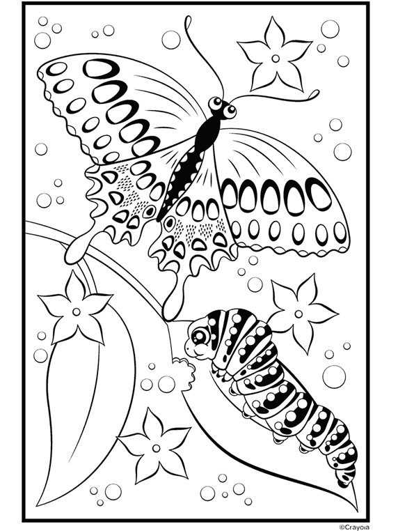 colouring pages butterfly