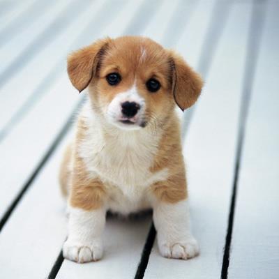 puppyfind .com