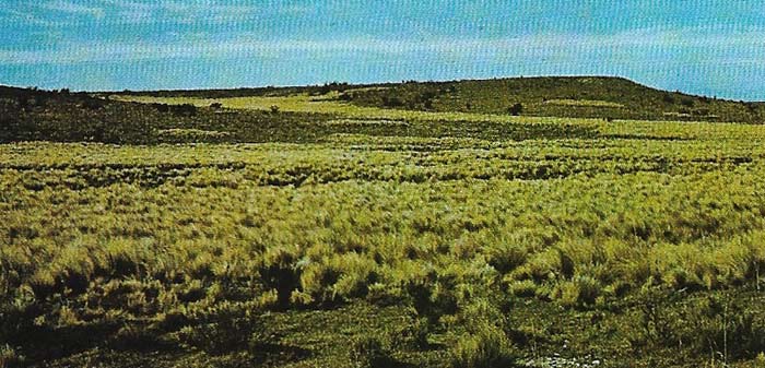 grassy south american plain