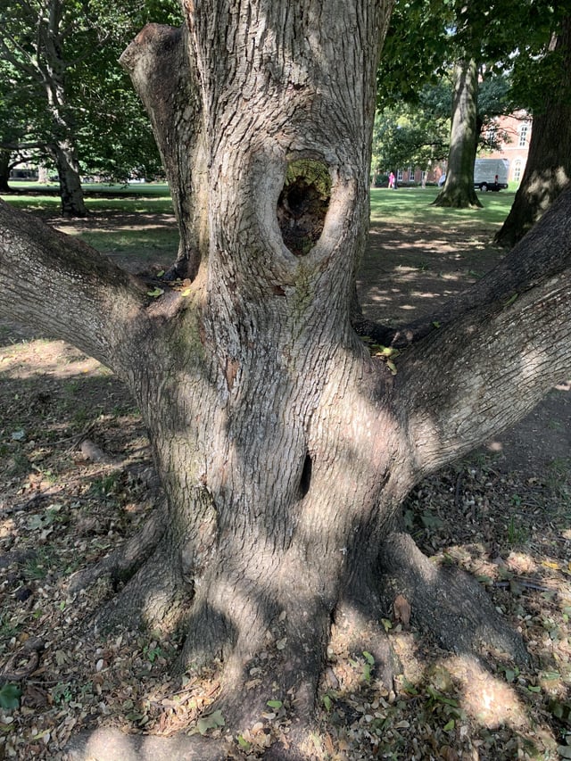 under the tree osu