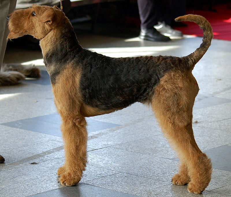 airedale terrier dog