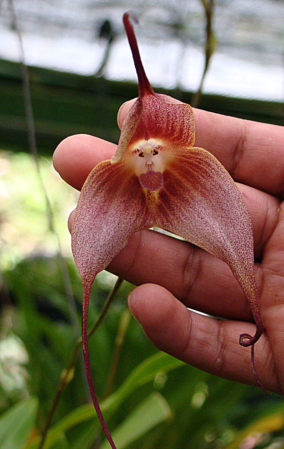monkey faced orchids