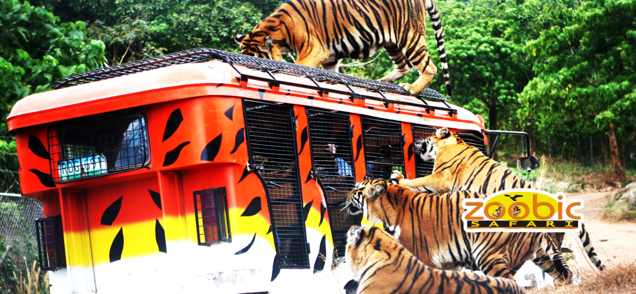 zoobic safari philippines