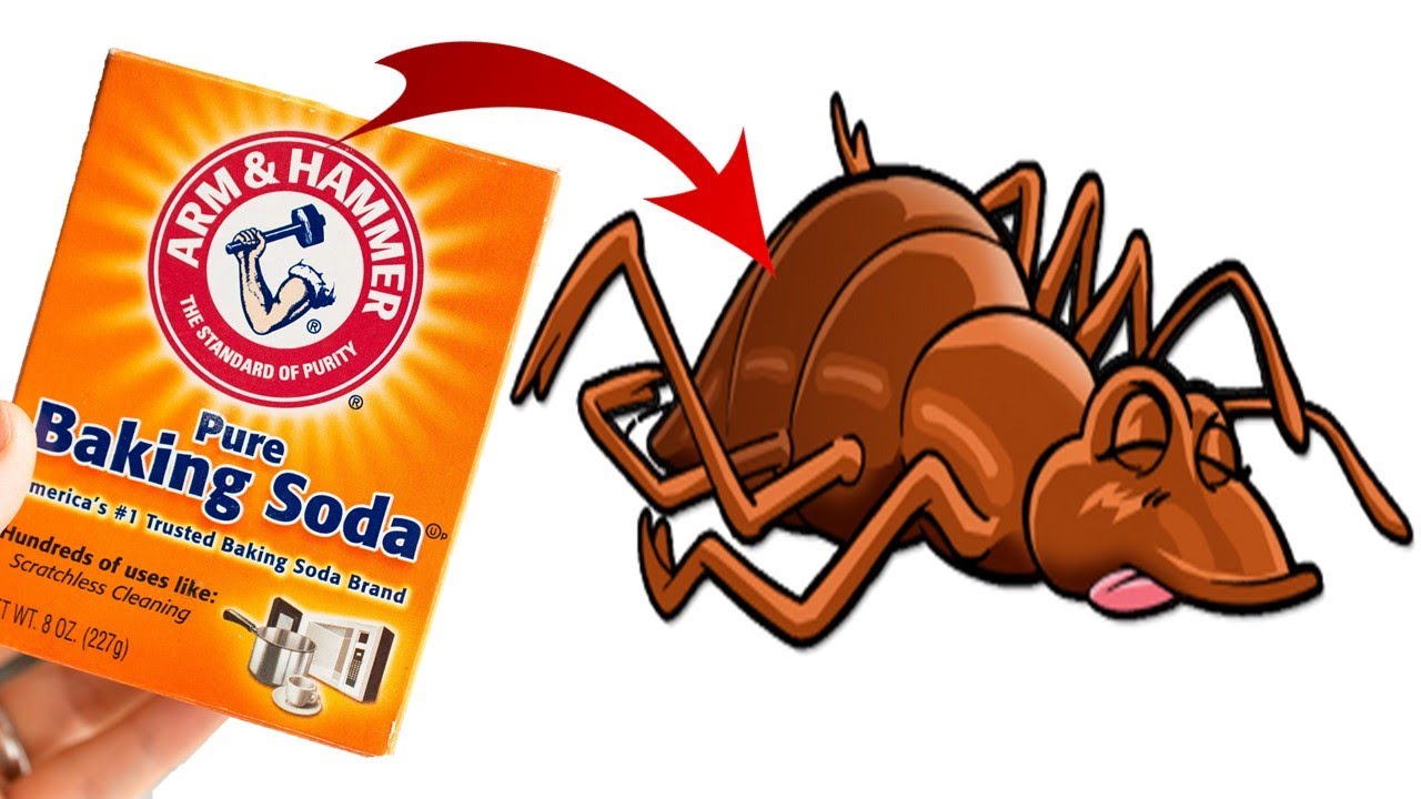 does baking soda kill bed bugs