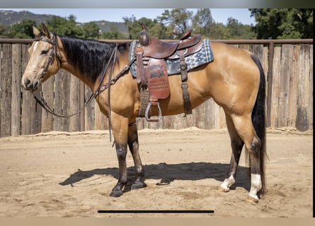 american quarter horse for sale