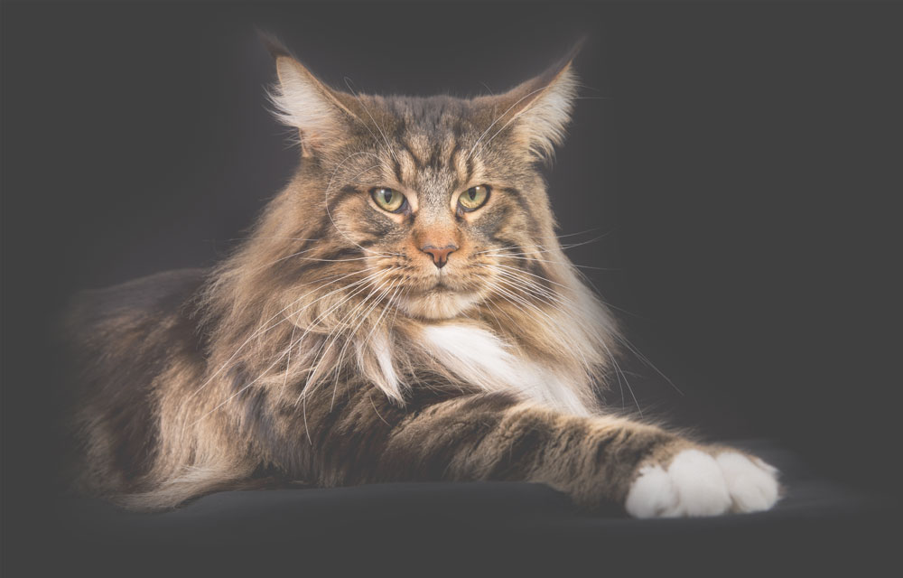 maine coon price canada