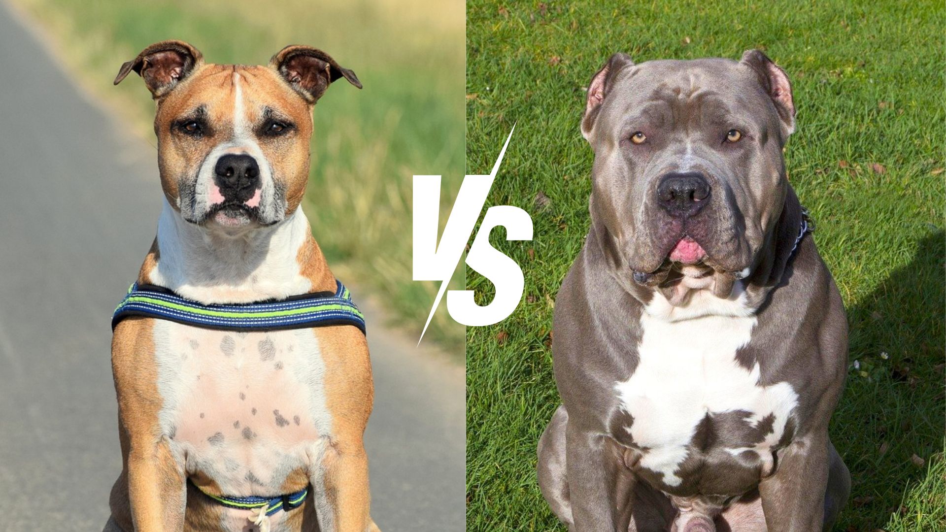 american staffordshire terrier vs pit bull terrier