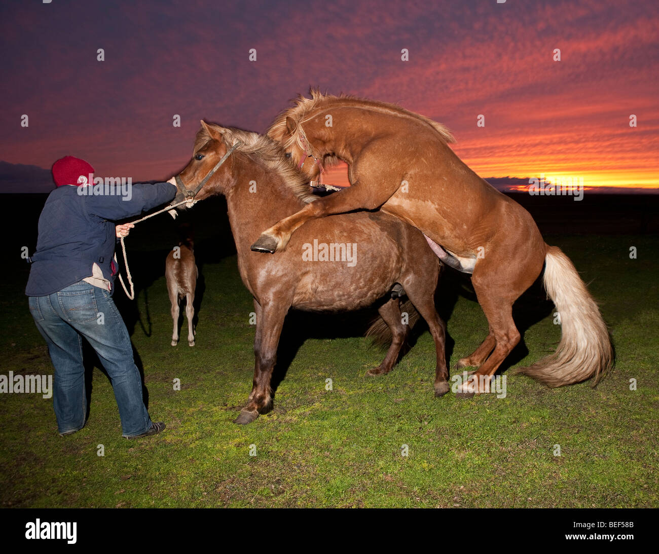 close up horse breeding