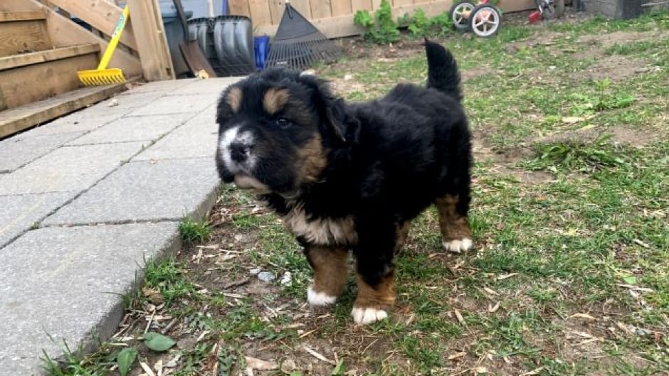 kijiji bernese mountain dog