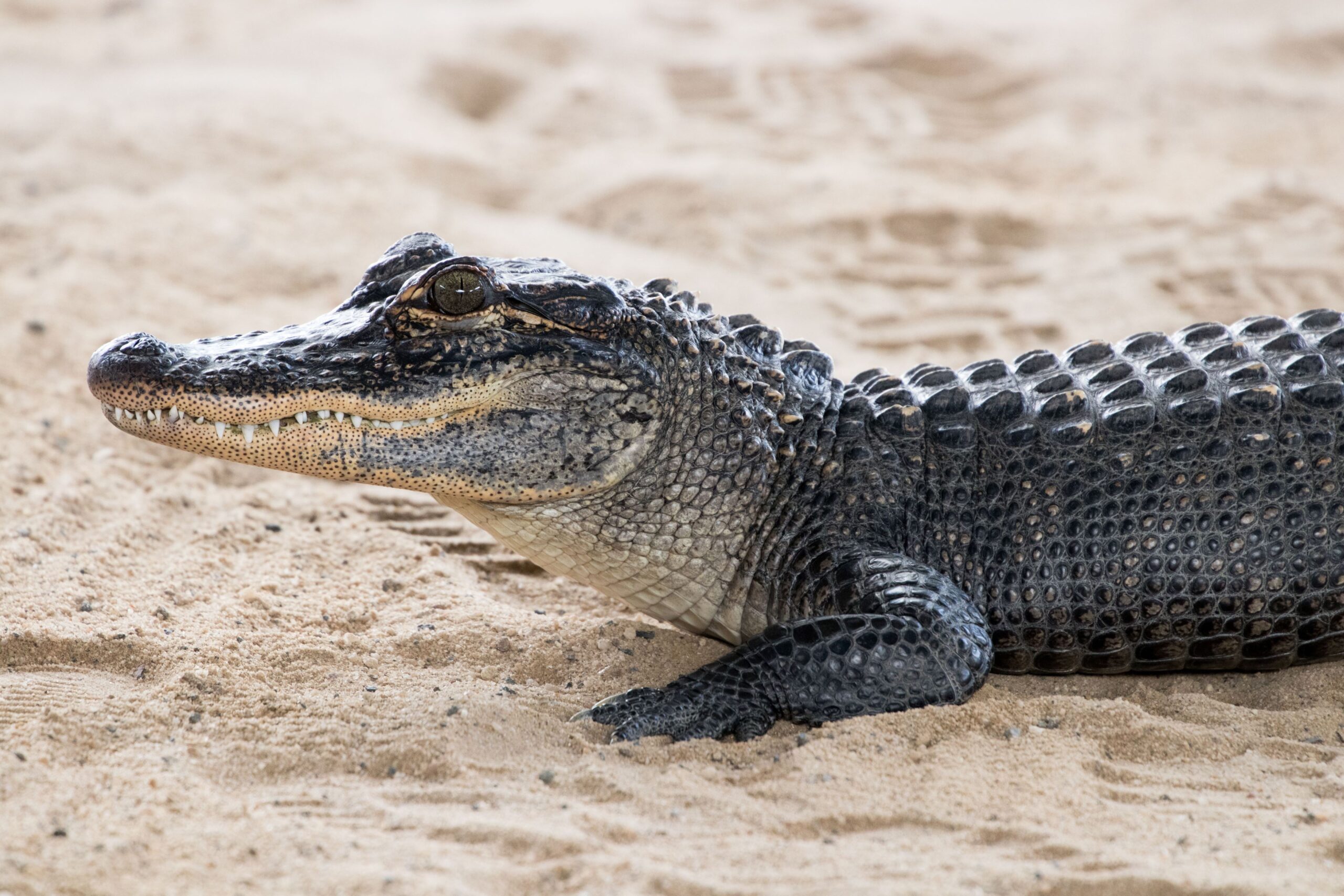 caiman vs crocodile vs alligator