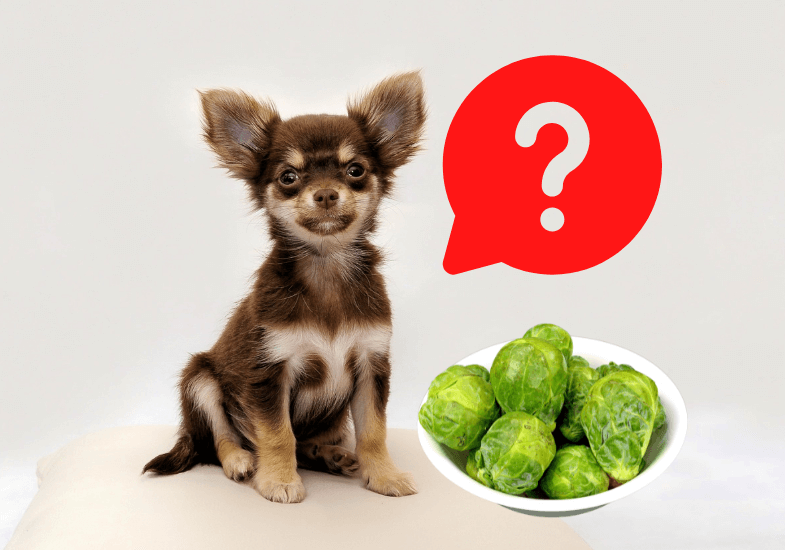 can dogs eat brussel sprouts