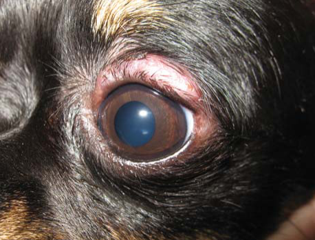 can dogs have styes