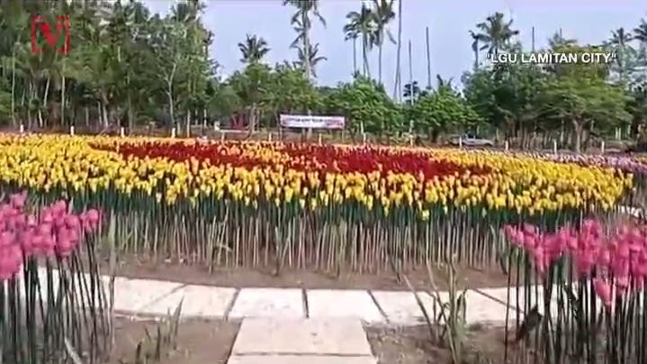 can we grow tulips in the philippines