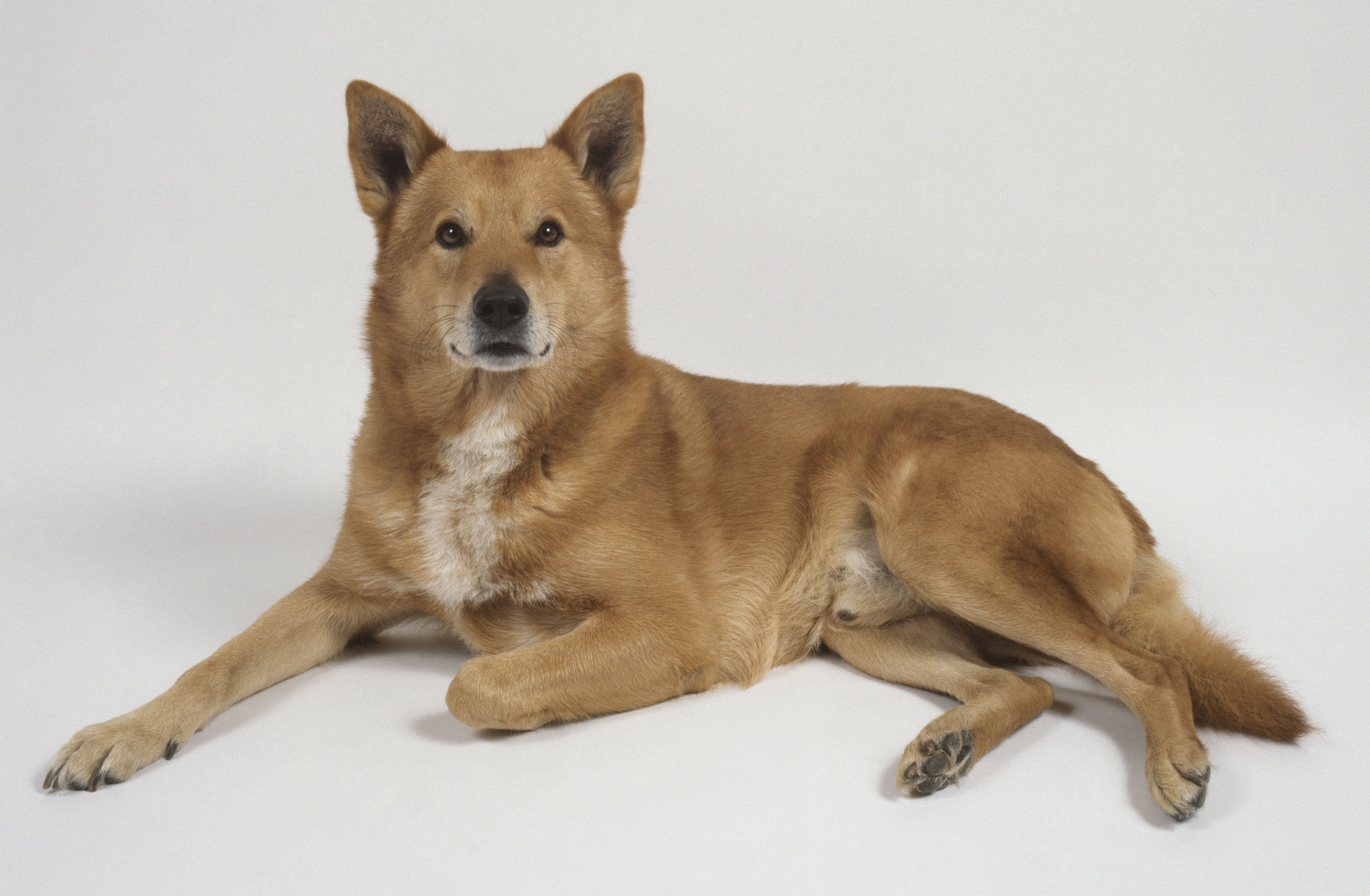 canaan dog mix