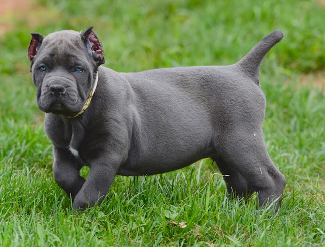 cane corso for sale