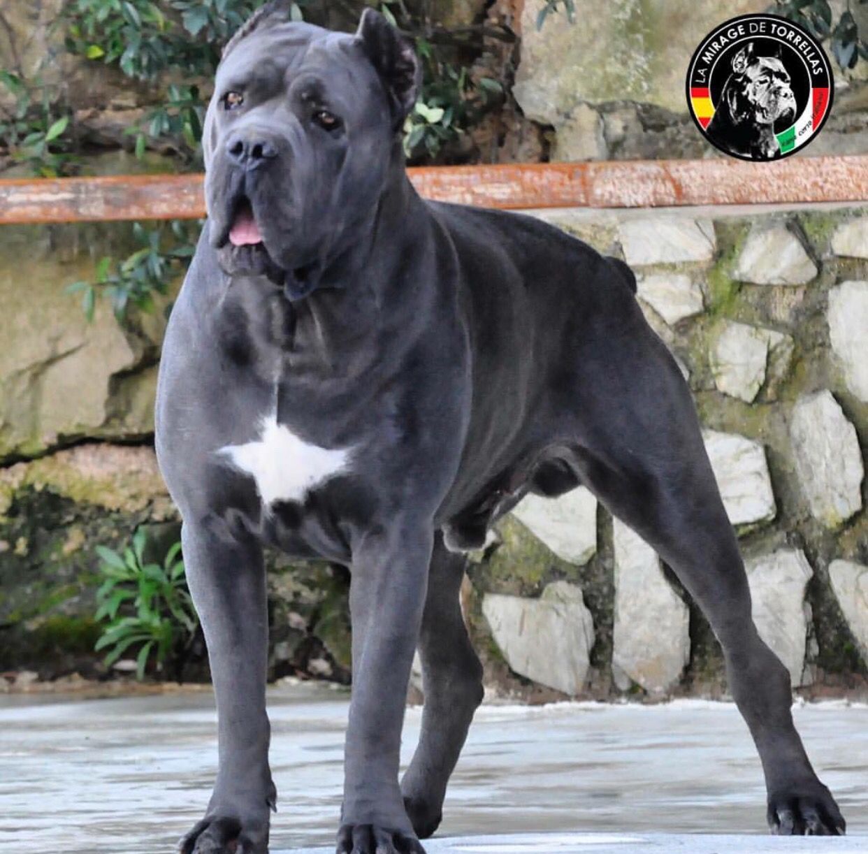 cane corso x-men