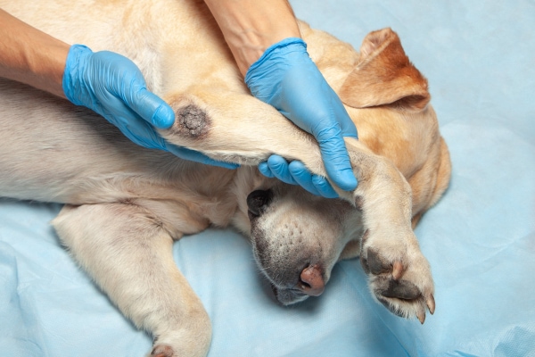 canine elbow callus