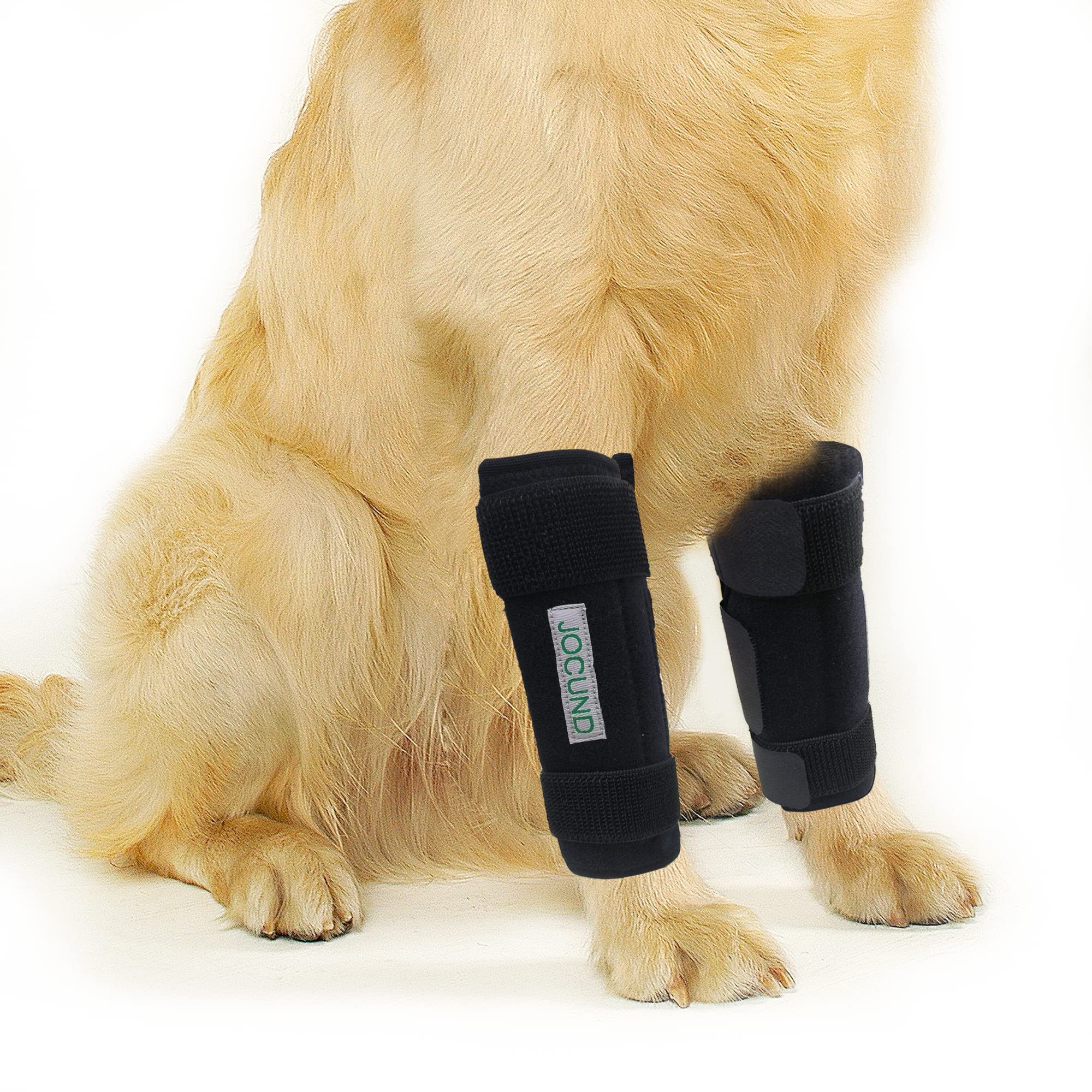 canine front leg brace