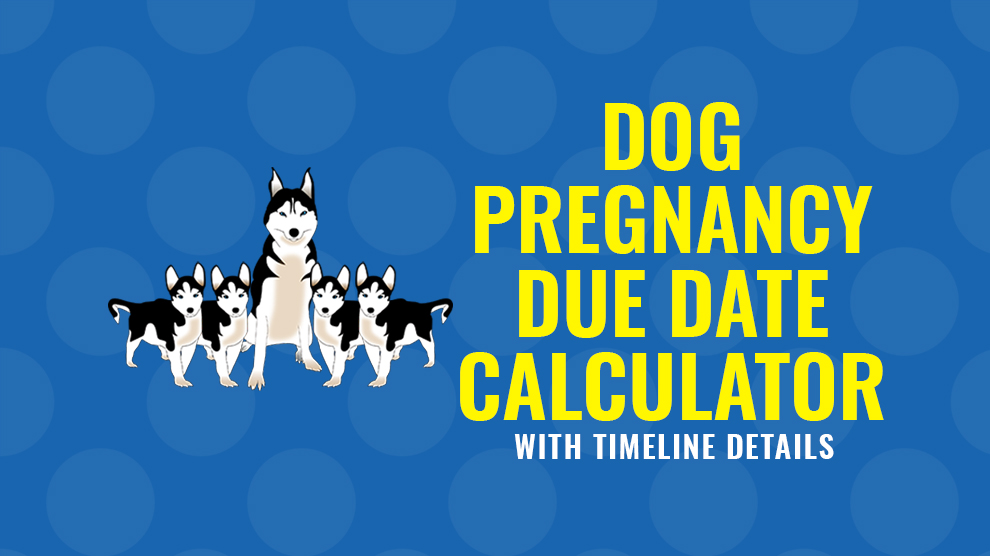 canine gestation calculator