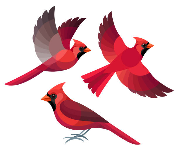 cardinal clipart