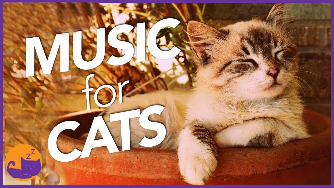 cat music for cats