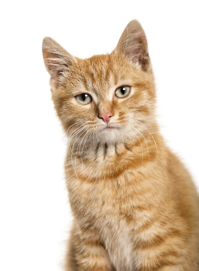 cat on white background