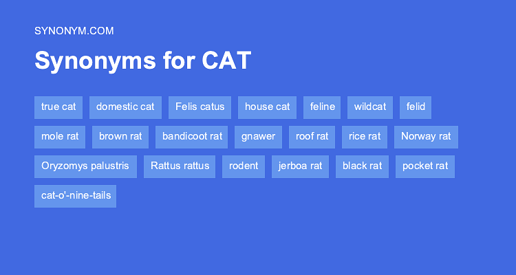 cat synonym