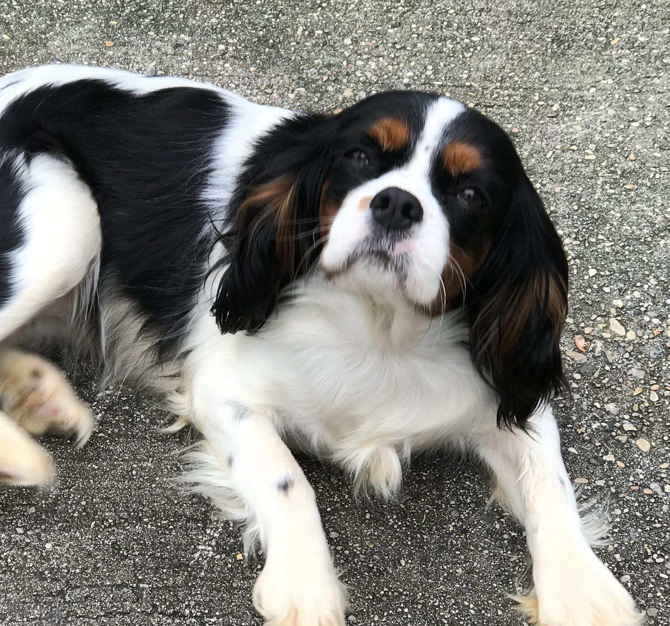 cavalier charles spaniel rescue