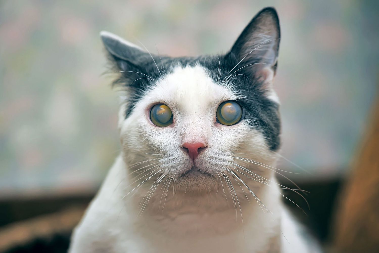 cataracts in cats