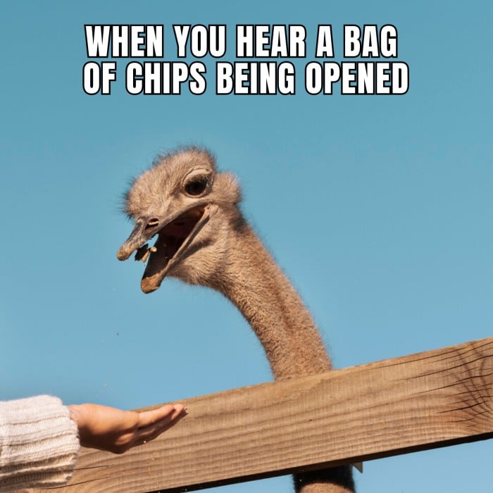 ostrich meme