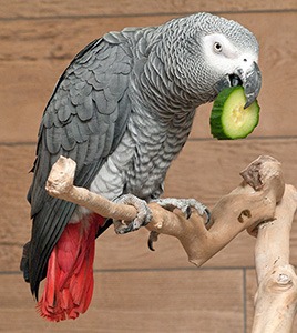 african gray bird price