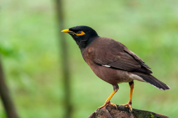 picture of mynah bird