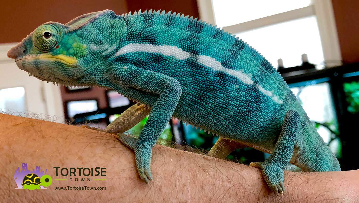 chameleon reptile for sale