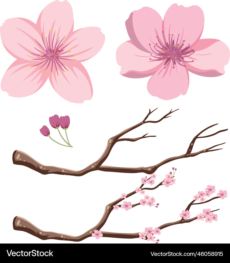 cherry blossom vector