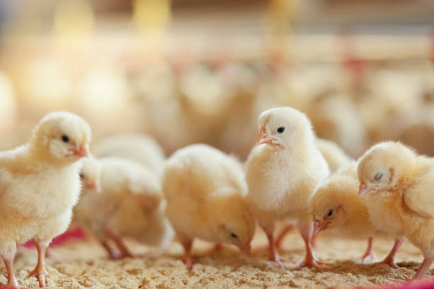 chicken hatcheries in washington state